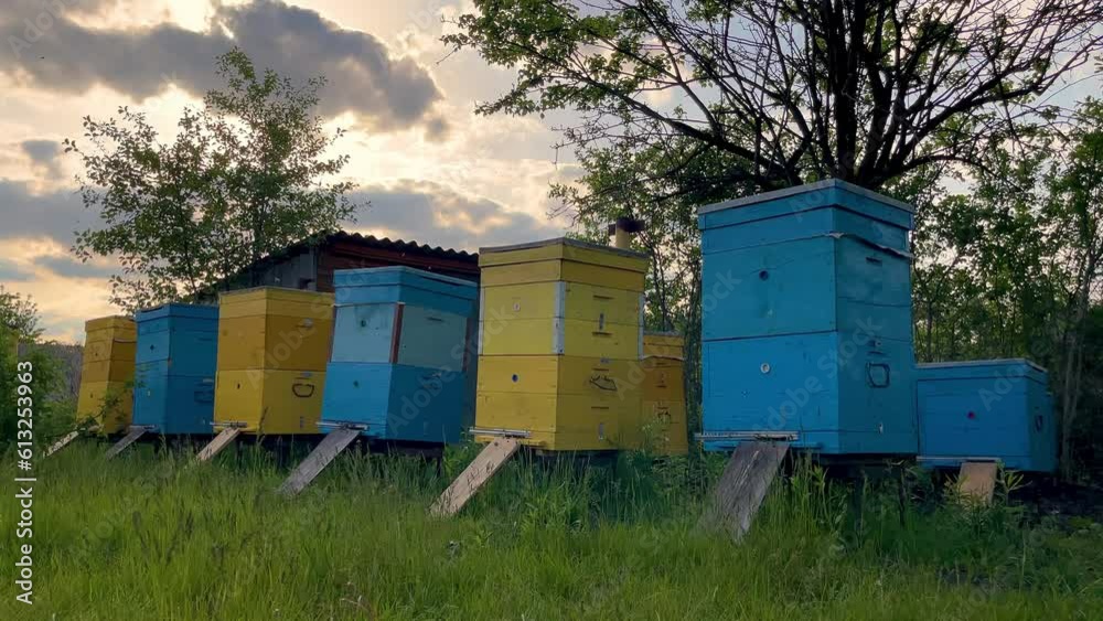 a row of beehives with bees. apiary for honey extraction in the village a row of beehives with bees. apiary for honey extraction in the village