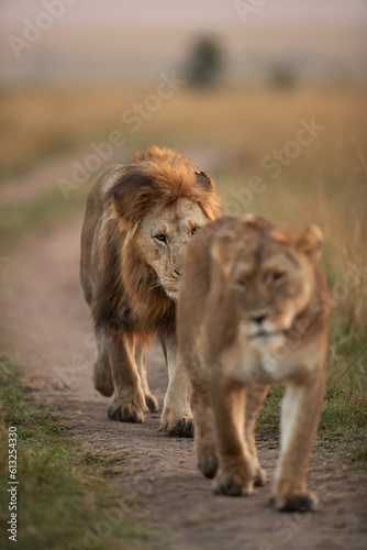 Fototapeta Naklejka Na Ścianę i Meble -  Selective focus on Lion following a lioness during morning hours in Savanah, Masai Mara, Kenya