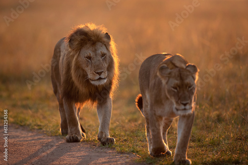 Focus on Lion following a lioness during morning hours in Savanah, Masai Mara, Kenya