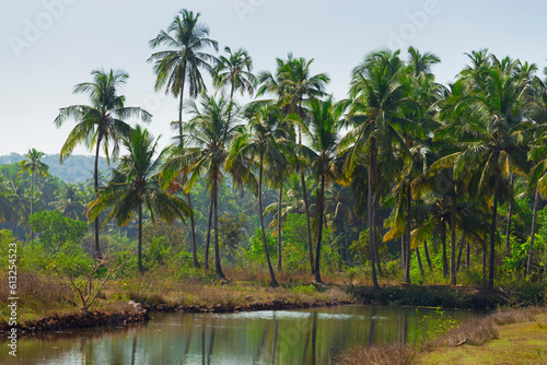 Green palm trees against the blue sky in Goa