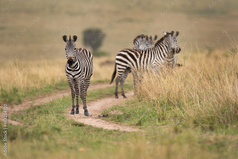 Obraz premium A herd of Zebra in savannah, Masai Mara, Kenya