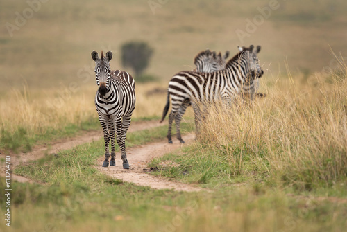 A herd of Zebra in savannah  Masai Mara  Kenya