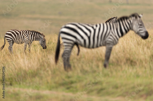 Selective focus on zebra grazing at the back  Masai Mara  Kenya