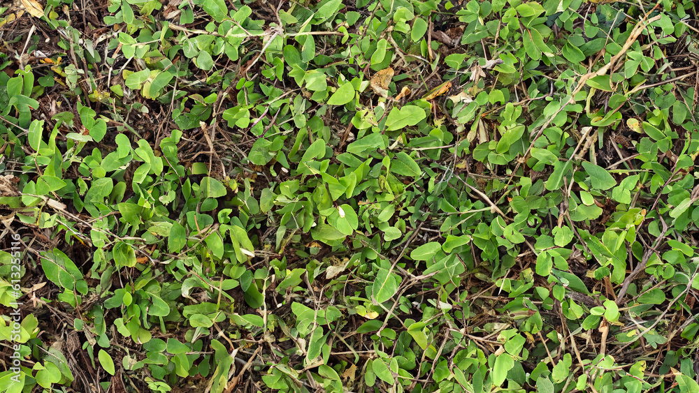 green leaf texture generative ai, green leaf texture generative ai,