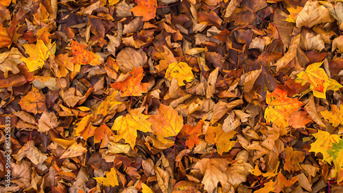 autumn leaves on the ground generative ai,