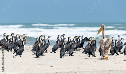 Photos Colonia de pelícanos  Pelecanus onocrotalus y Cormoranes Grandes  Phalacrocor