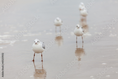 Fototapeta Naklejka Na Ścianę i Meble -  Seagull in the natural environment on the Baltic Sea.
