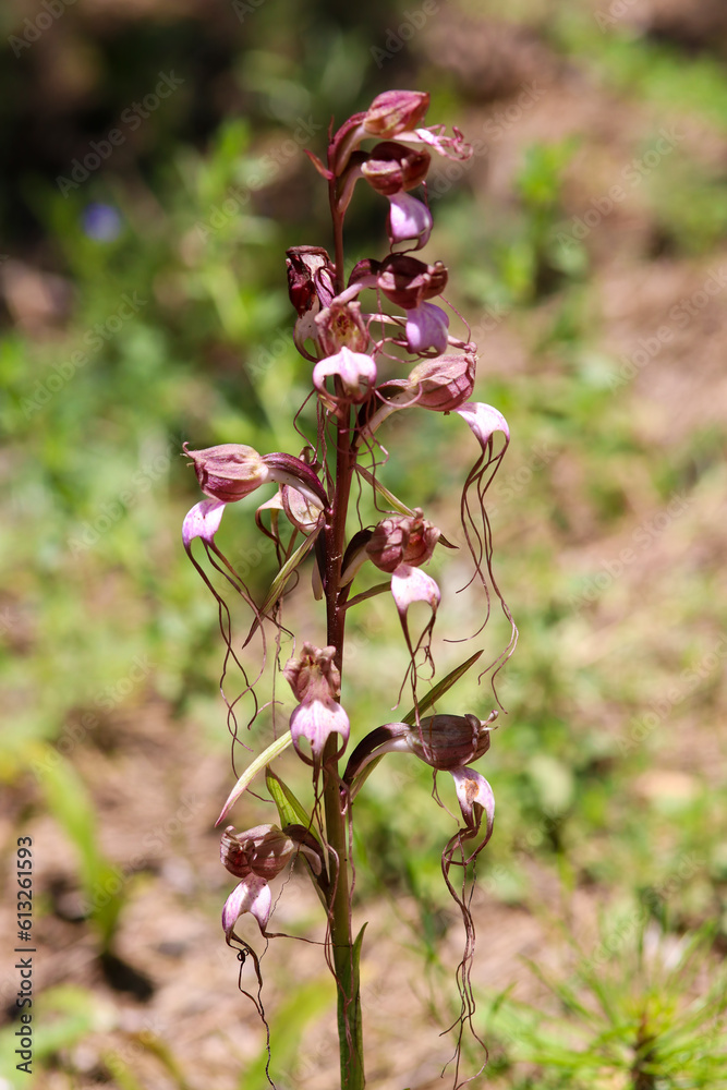 Wild orchid species, Scientific name; Himantoglossum comperianum Wild orchid species, Scientific name; Himantoglossum comperianum