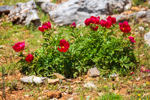 Wild plant  Scientific name  Paeonia turcica. Spil Mountain - Manisa - Turkey