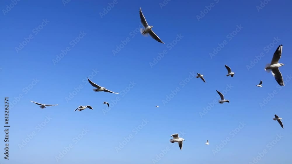 Slow motion, soaring seagulls on the blue sea slow motion Slow motion, soaring seagulls on the blue sea slow motion