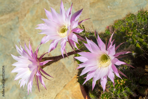 A beautiful type of cactus blooms magnificently, its scientific name is; echinopsis oxygona or Echinopsis eyriesii photo