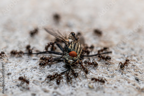 ants eating fly