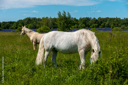 A white horse is eating fresh grass in a meadow.