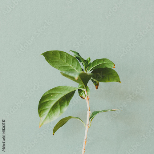 green leaf PNG photo.