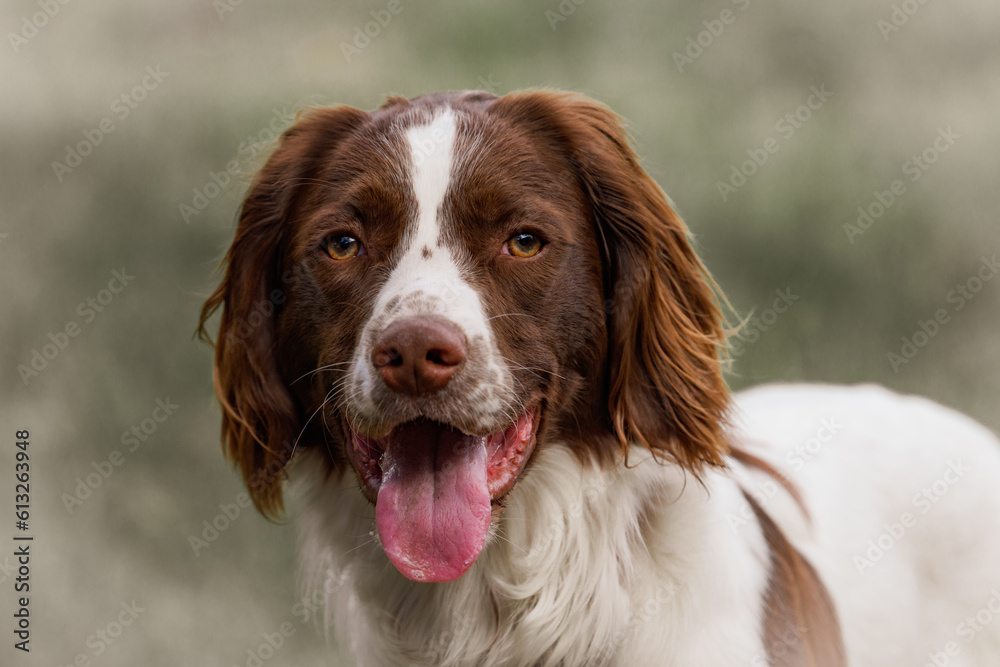 Portrait of an English Springer Spaniel dog
