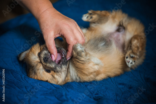  Cute and funny tiny Pekingese dog. Best human friend. Pretty golden puppy dog at home