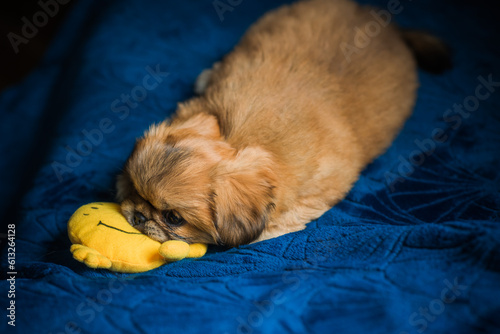  Cute and funny tiny Pekingese dog. Best human friend. Pretty golden puppy dog at home