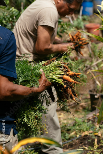 strong male hands holding carrots harvesting crops on a local garden surrounded by green (ID: 613264514)