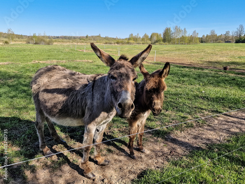 A family of donkeys in the countryside, Remte, Latvia. photo