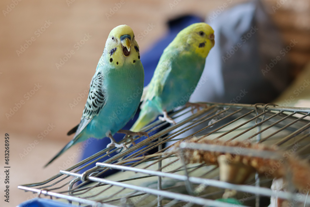 Obraz premium funny parrot.pet parrot.cute budgerigar.ornithology.love and care for animals.cage birds.funny birds.little bird.smart talking parrot.beautiful pet portrait.two parrots.cute couple of parrots.pet care