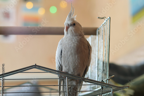 Cute cockatiel parrot.Home pet parrot.The best cockatiel.Beautiful photo of a parrot.Ornithology.Funny parrot.White-faced cockatiel.Home pet bird.The best cockatiel.Love for animals.Birdie.Corella.