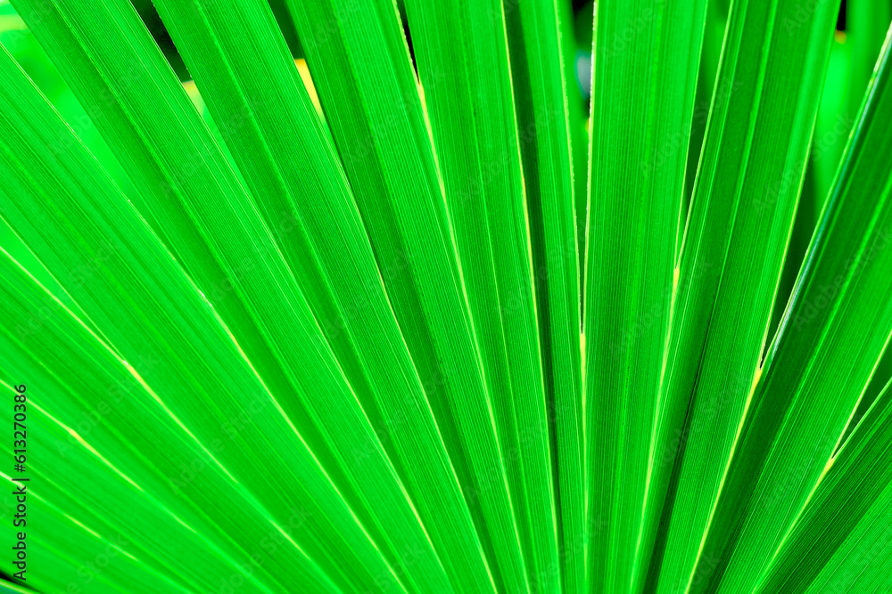 Close-up of stripped tropical palm leaf lime green color. Green palm leaf texture background. Natural tropical green leaf close-up. Tropical palm foliage, greenery background. Close-up of stripped tropical palm leaf lime green color. Green palm leaf texture background. Natural tropical green leaf close-up. Tropical palm foliage, greenery background.