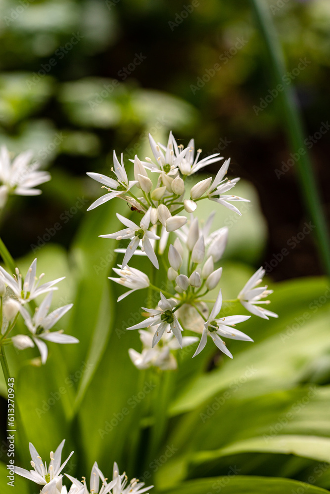 Die filigranen Blüten des Bärlauchs Die filigranen Blüten des Bärlauchs