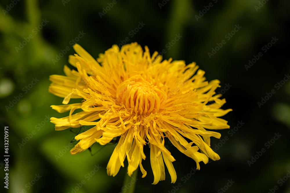 Gelbe Pracht der Löwenzahnblüte Gelbe Pracht der Löwenzahnblüte