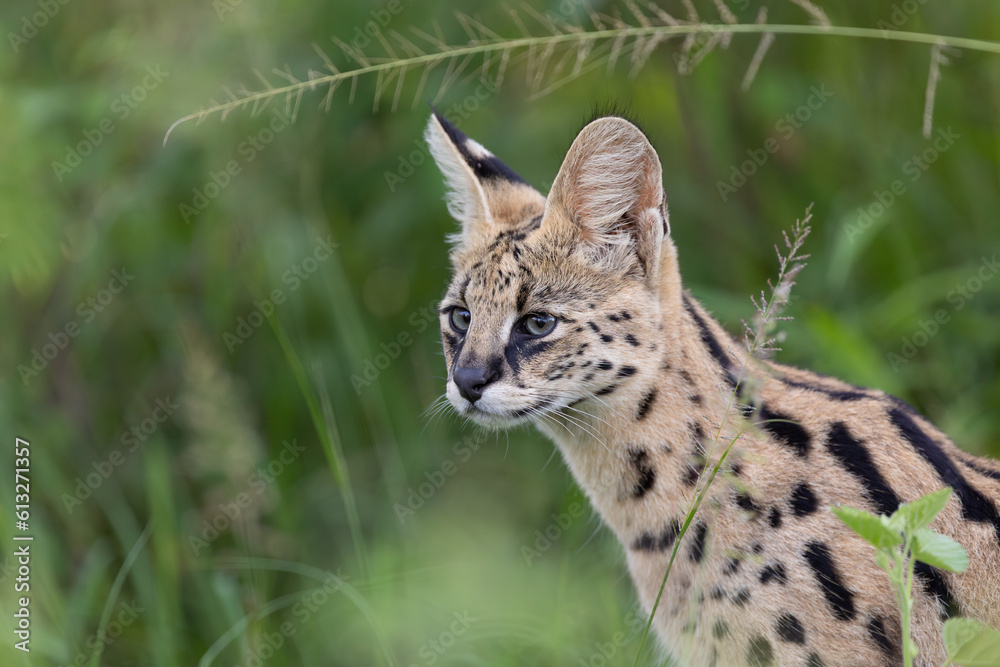 Obraz premium Serval Portrait