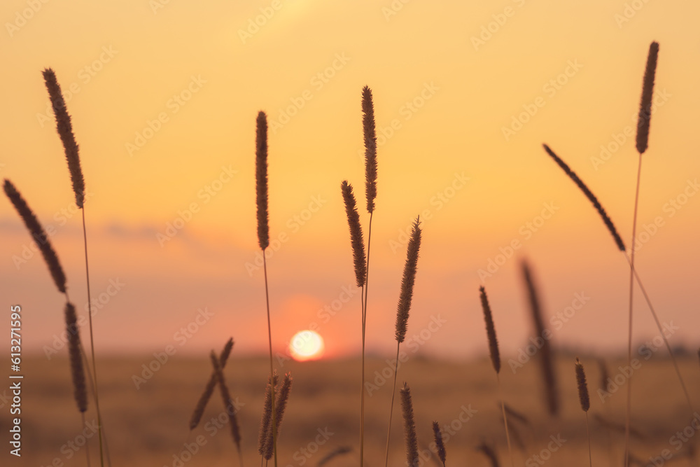 silhouettes of grass in the form of spikelets against the background of sunset and sun on a summer evening silhouettes of grass in the form of spikelets against the background of sunset and sun on a summer evening