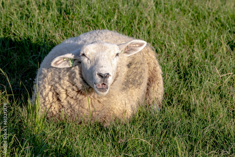 Sheep resting on a green meadow in Belgium. Sheep resting on a green meadow in Belgium.