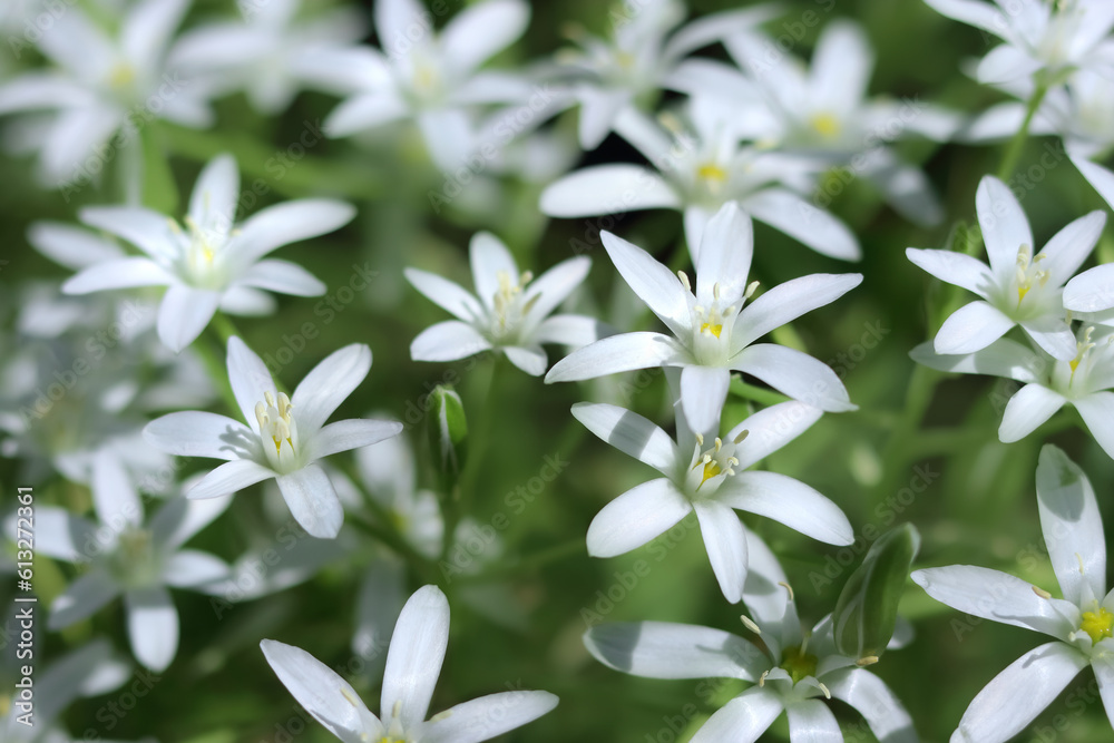 Fototapeta premium Blooming milk stars in spring garden. Ornithogalum umbellatum grass lily in full bloom. White small ornamental flowers. White flowers of Ornithogalum umbellatum or Star of Bethlehem blooms. 