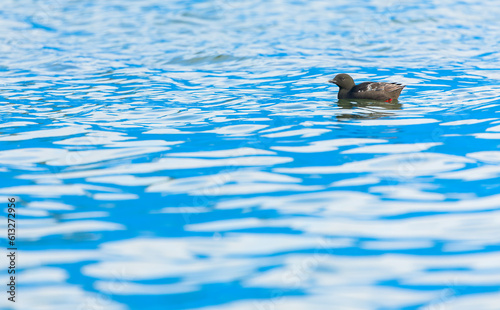 Black Guillemot, Cepphus grylle