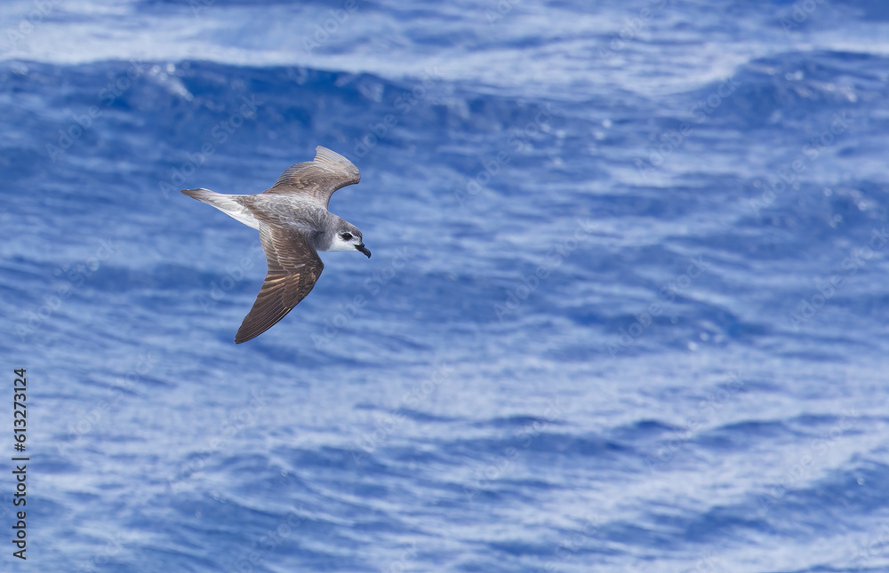 Black-winged Petrel, Pterodroma nigripennis Black-winged Petrel, Pterodroma nigripennis