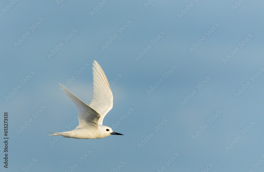 Fototapeta premium Indo-pacific White tern, Gygis (alba) candida