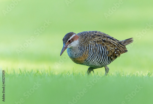 Buff-banded Rail, Hypotaenidia philippensis assimilis photo