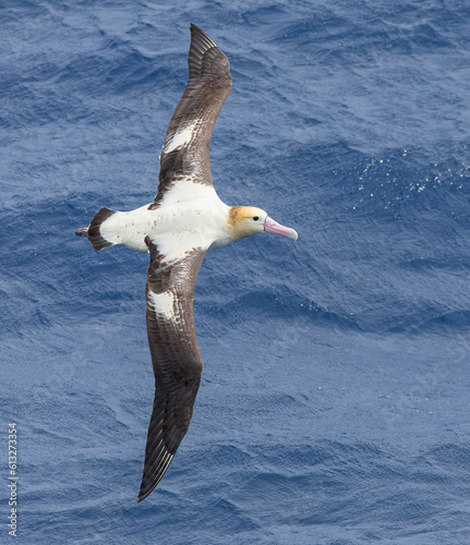 Short-tailed Albatross, Phoebastria albatrus