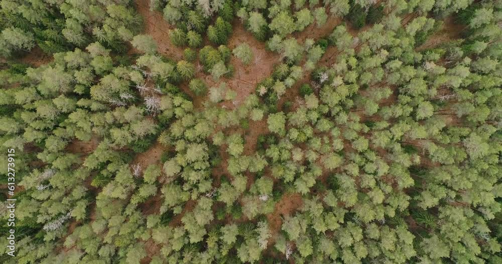 Aerial view of green summer forest with spruce and pine trees forest view from above, aerial top view with copy space design for web banner Aerial view of green summer forest with spruce and pine trees forest view from above, aerial top view with copy space design for web banner