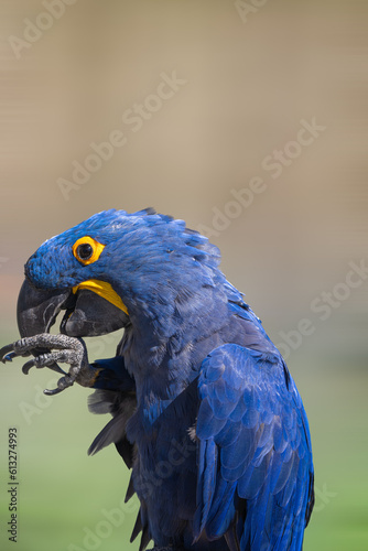 blue and yellow macaw