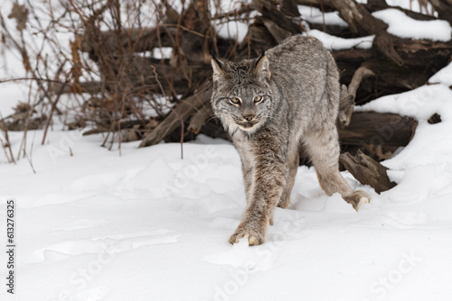 Canadian Lynx (Lynx canadensis) Steps Forward From Root Bundle Winter