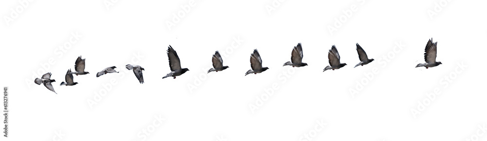 Obraz premium flying birds line formation of pigeons many isolated for backgound