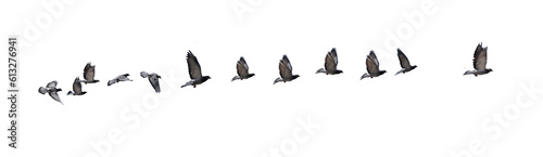 flying birds line formation of pigeons many isolated for backgound