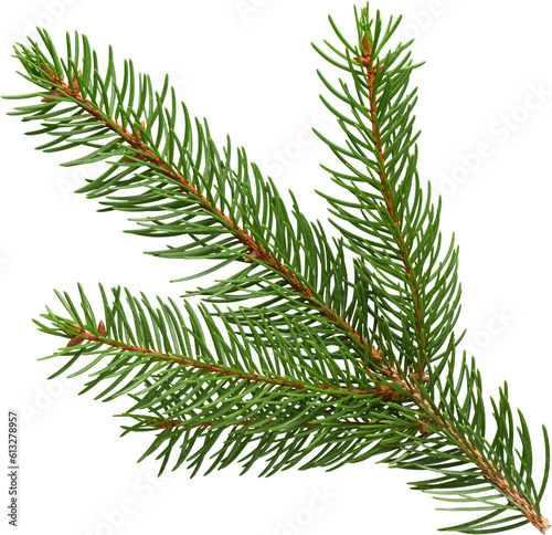 Fotografie Green Fir Branch Amazing Cutout Details - Ready to use PNG Cutout Premium Isolat