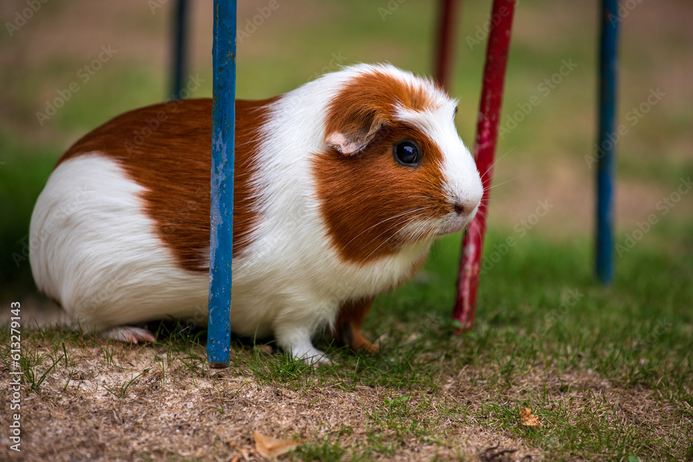 White-brown domestic guinea pig (Cavia porcellus) cavy in the garden White-brown domestic guinea pig (Cavia porcellus) cavy in the garden
