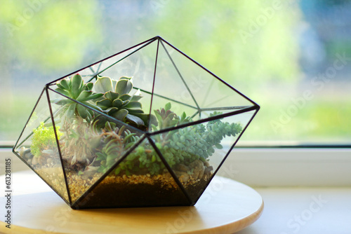 Florarium. Handmade home decoration with growing succulents. Hobbies for home