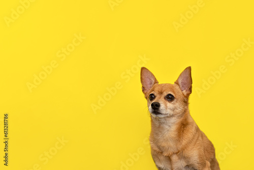 A terrier. Thoroughbred dog on a yellow background. Portrait. Copy space © Alexander