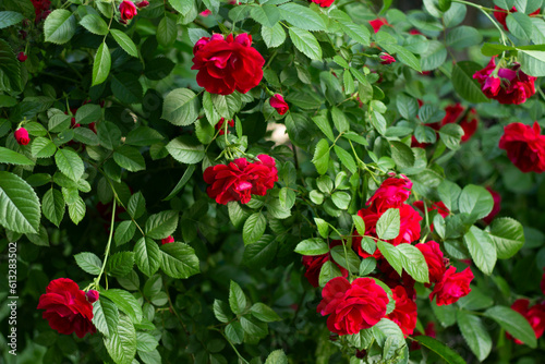 red roses in the garden, a rose that weaves along the fence