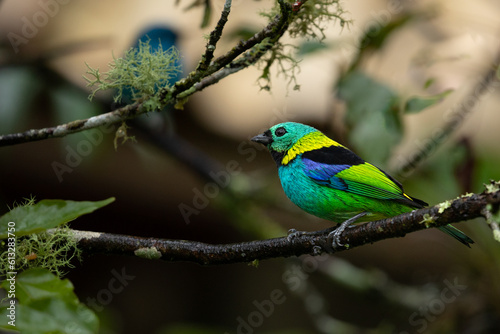 Green-headed tanager (Tangara seledon). Brightly colored bird in the Atlantic forest, Brazil.