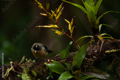 Latin America nature birds. A Black-goggled Tanager (Trichothraupis melanops) in the Atlantic Forest. Biodiversity of Atlantic rainforest.  photo