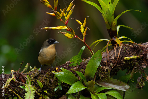 Latin America nature birds. A Black-goggled Tanager (Trichothraupis melanops) in the Atlantic Forest. Biodiversity of Atlantic rainforest.  photo